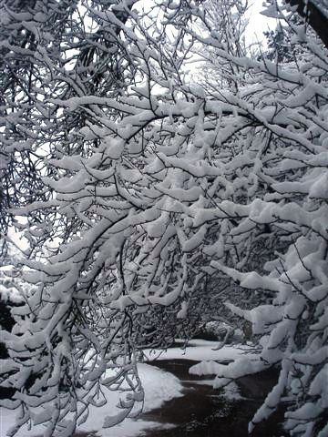 les prunus sous la neige